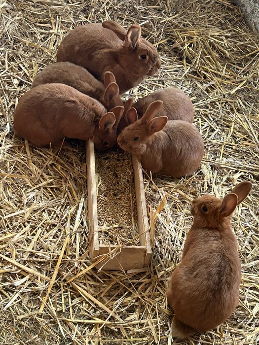 Króliki Nowozelandzkie Czerwone