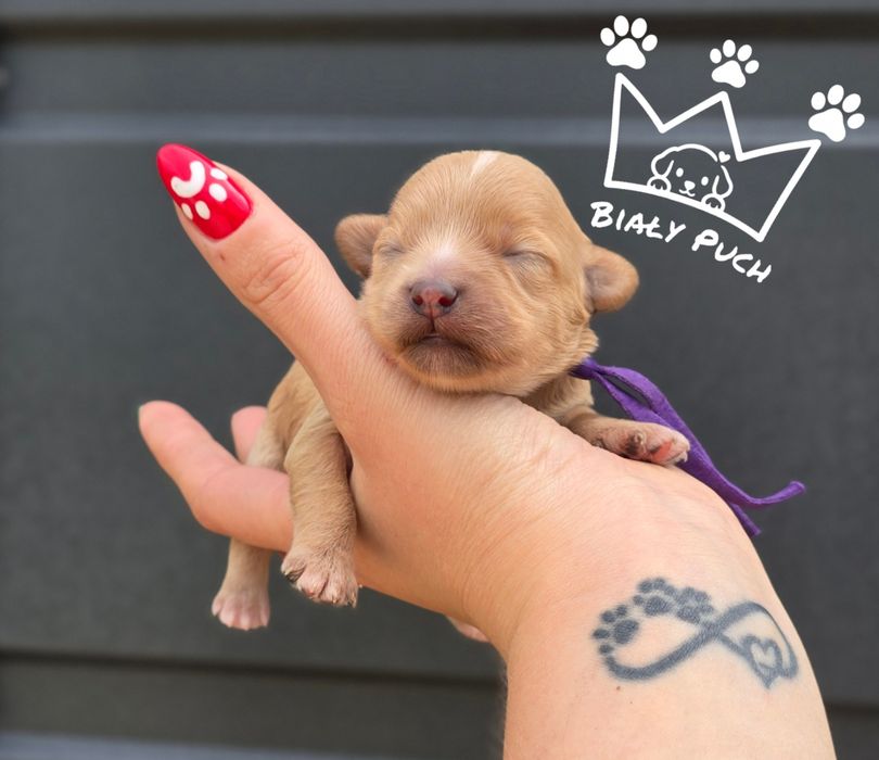 Maltipoo maltidodle  samiec SUCZKA miniarurka Toy badania wyprawka paszport