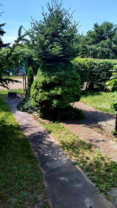 Działka ROD IRYS – Ciechocinek, ul. Mickiewicza - Widok 4