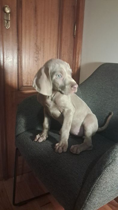 Weimaraner femea fantastica