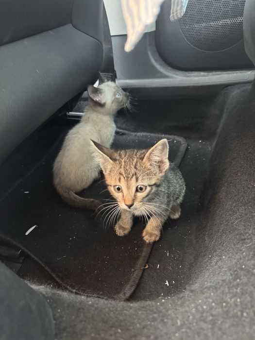 Gatinhos bebes (encontrados)