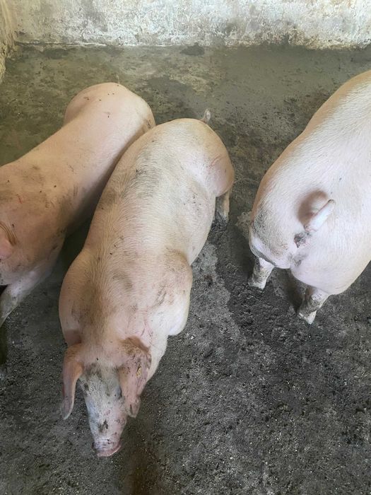 ремонтные свиноматки