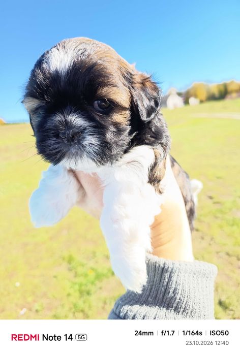 Suczka Shih-tzu.