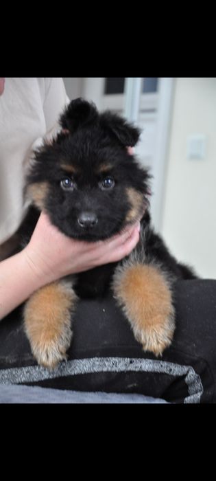 Купити німецьку вівчарку