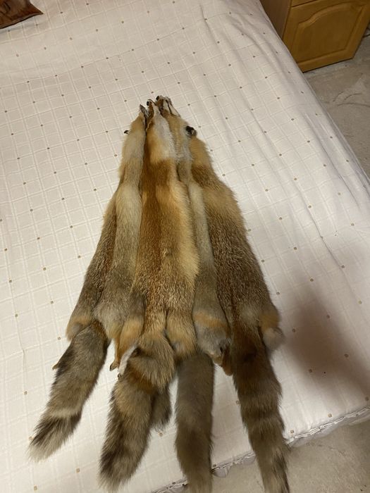 Лисячі шкурки Для интерьеру