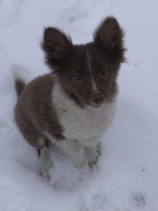 Девочка бордер колли шоколад