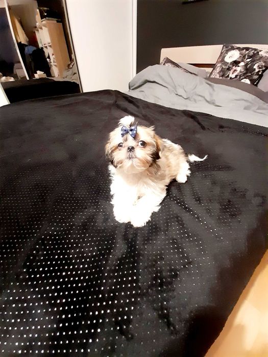 Piesek shih tzu tricolor