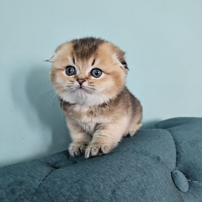 Ляльковий британчик  золотої шиншили