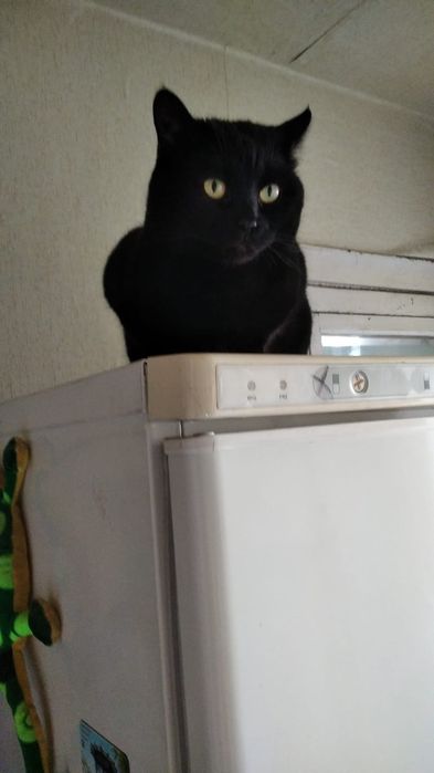 Котик чорний Бєня в добрі ручки