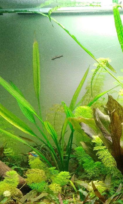 Echinodorus palaefolius