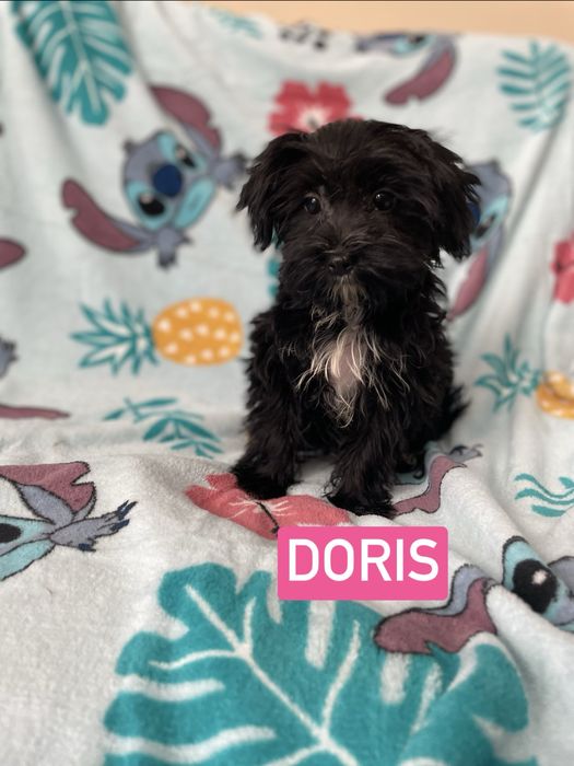 York yorkshire terrier black sunia