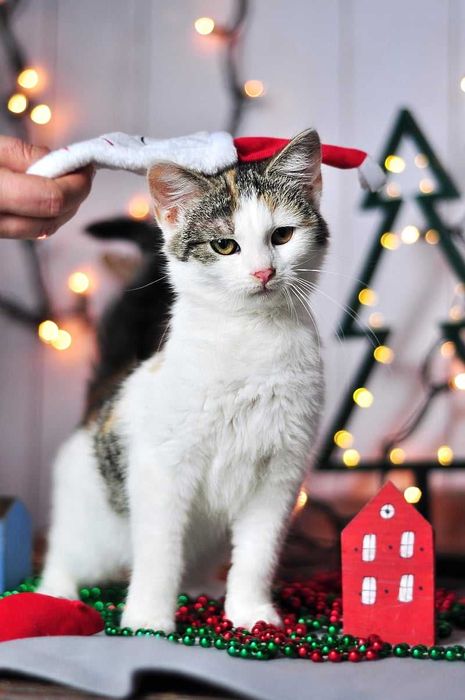 Nelima - słodziak nie z tej ziemi szuka domku!