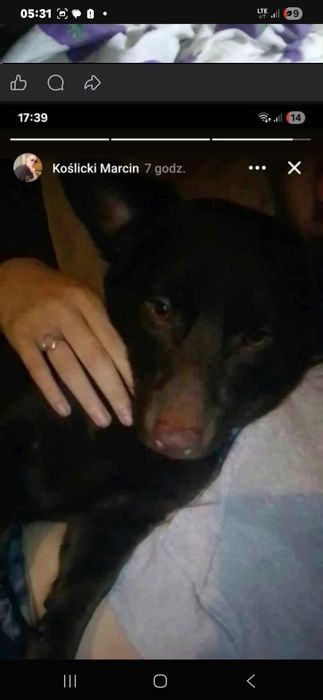 Zaginął piesek czoko