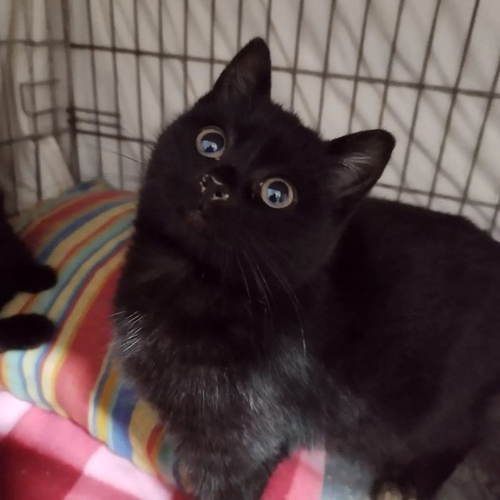 Elvis i Oskar szukają domów! - Kociarnia Ostróda