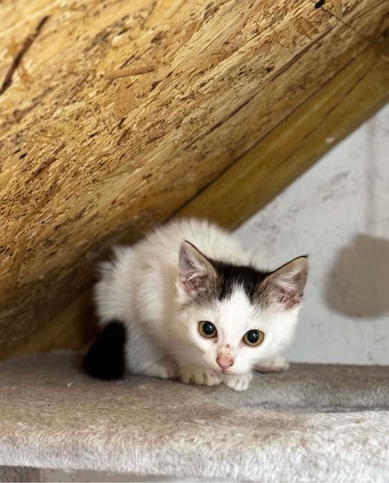 Malutki Purchawka marzy o własnym domu