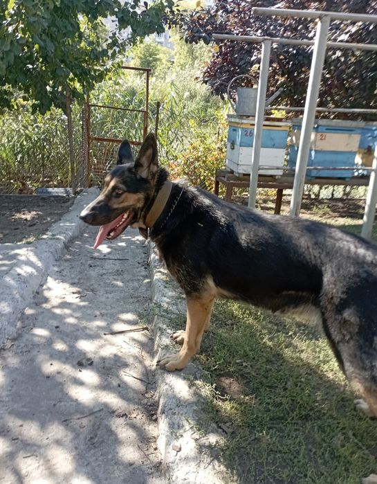 Отдам срочно немецкую овчарку