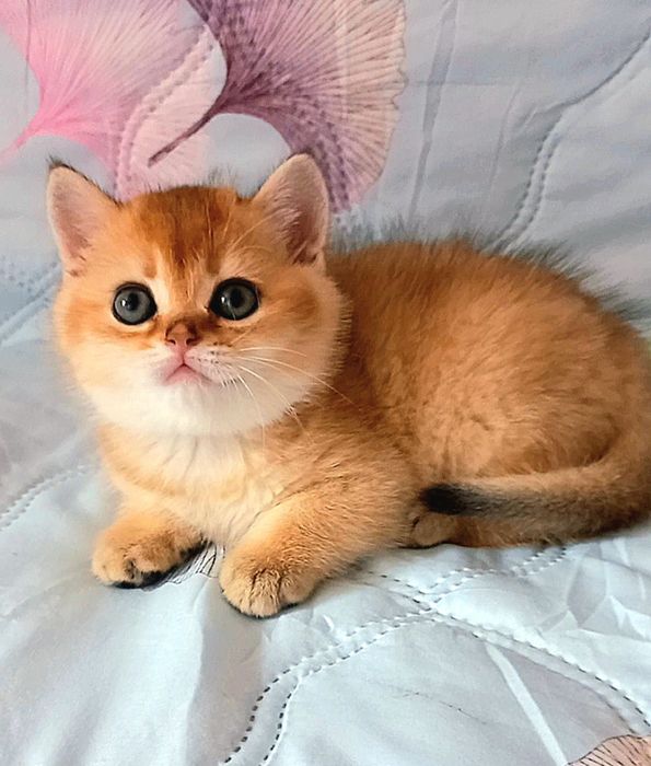 золота шиншила котики
