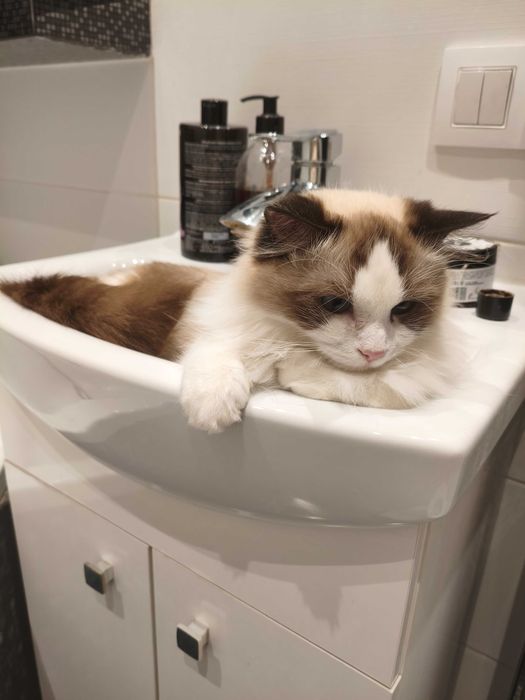 Ragdoll kocurek bicolor + wyprawka