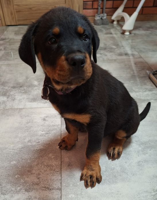 Piesek rottweiler