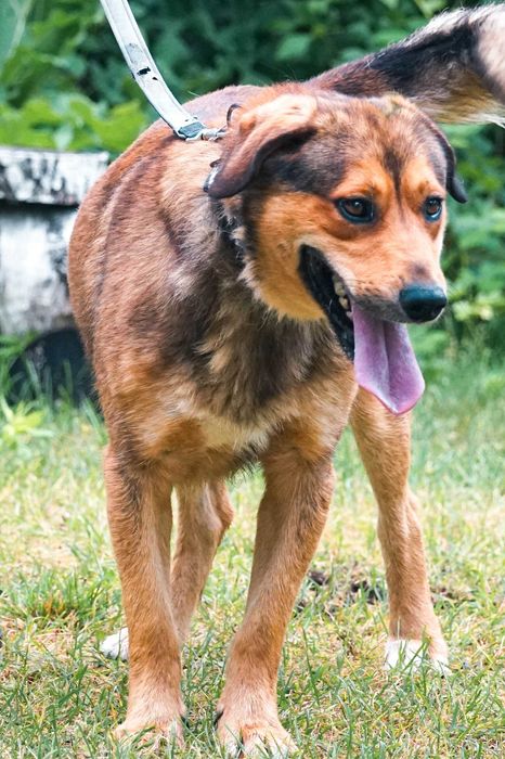 Impuls - młody, duży psiak prosi o dom