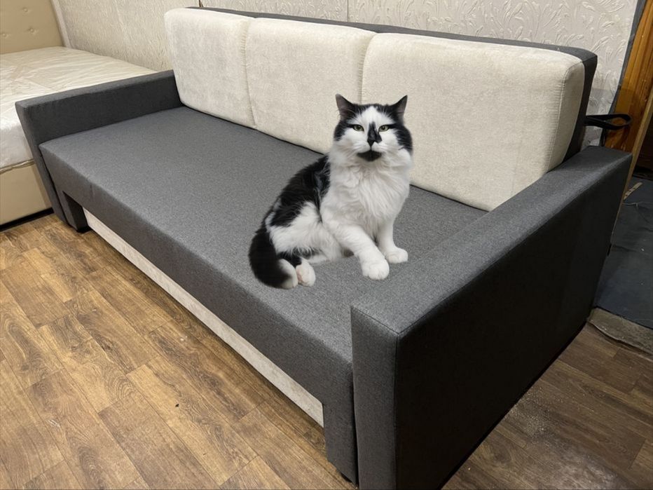 Знайшли котика віддамо в добрі руки