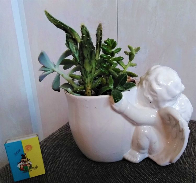 очиток Моргана в шикарном кашпо