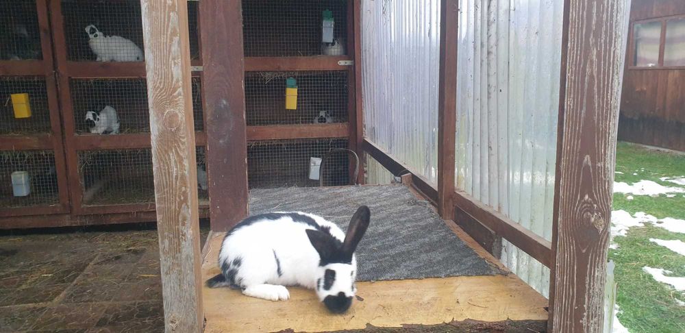 Króliki olbrzym srokacz samce i samice