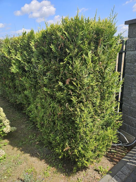 Oddam za darmo thuje