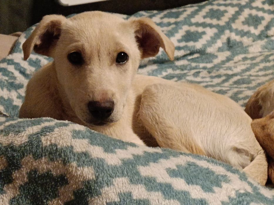 Szczeniaczki szukaja domów, do adopcji