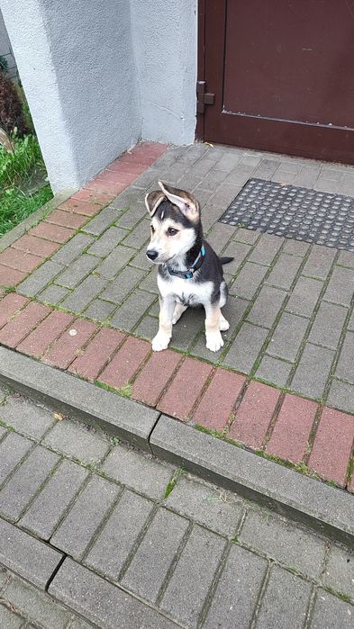 Szczeniak pies do oddania