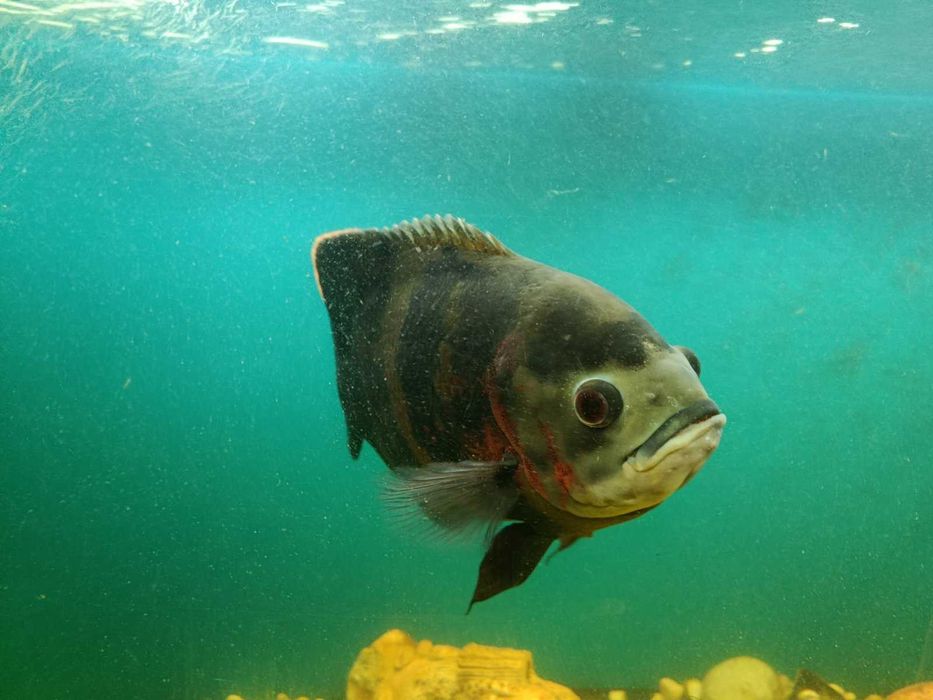 Астронотус (голубой оскар)