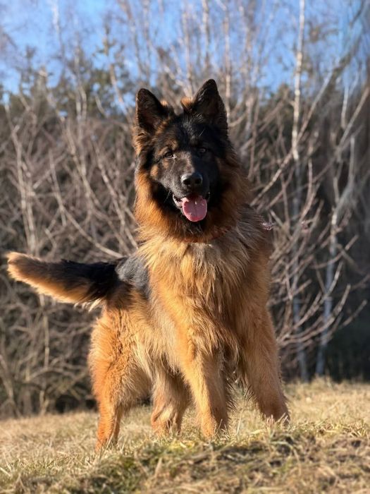 Piękny Draco do adopcji