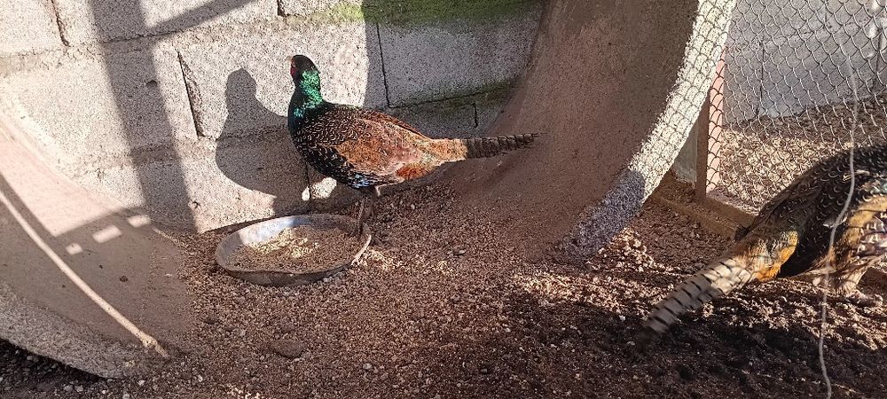 Aves disponível para imigração