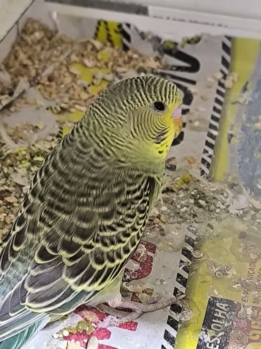 Periquitos  Australianos