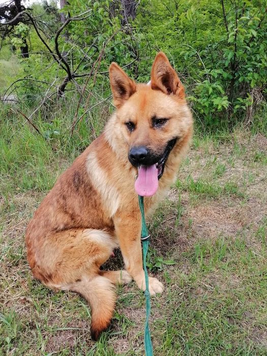 GOLD duży łagodny pies w typie owczarka niemieckiego szuka domu
