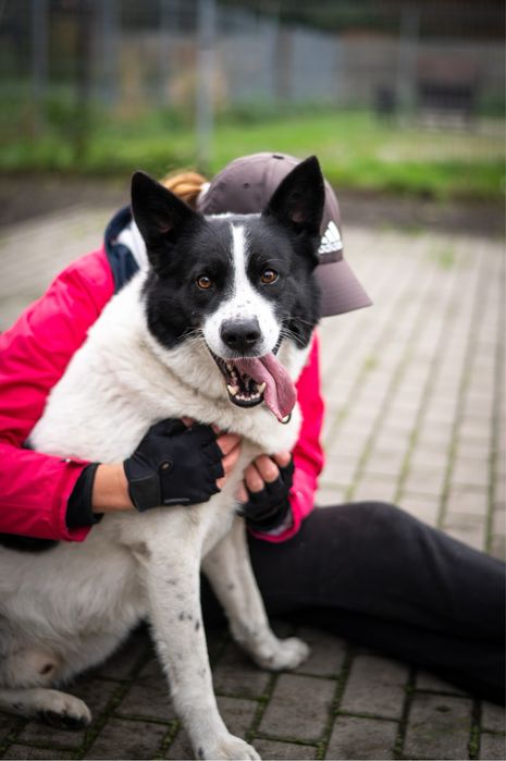 Pies o nietuzinkowej urodzie: mix Husky i Border Collie w schronisku.