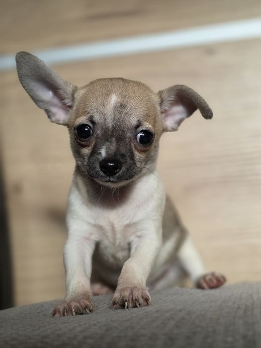 CHIHUAHUA piesek szczenię z metryką chip do odbioru