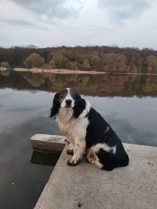 Сабарів! Знайдена (помічена) собака! Шукаємо старих або нових господарів!