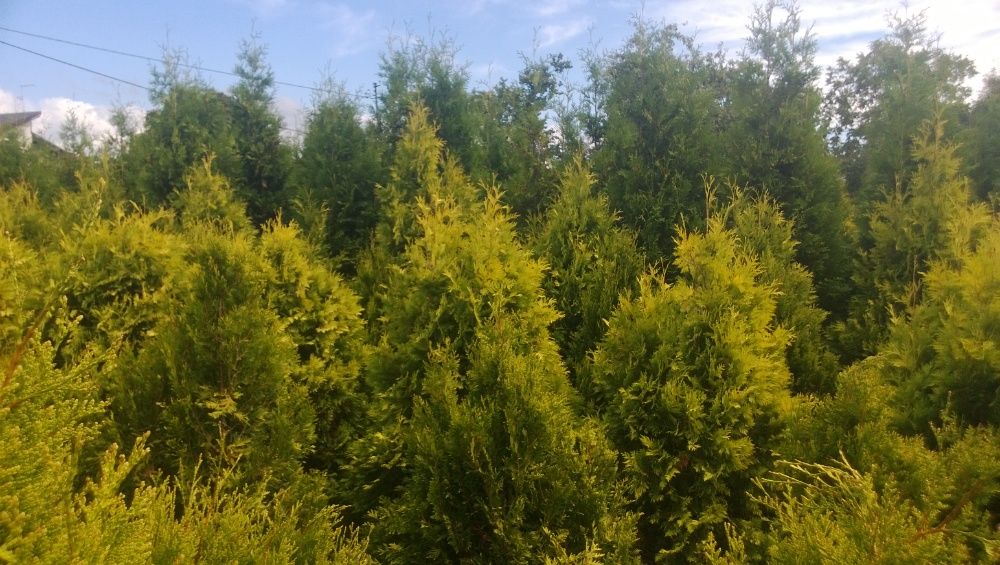 Tuja AUREOSPICATA 3 metry wysokości 120 cm. szerokości, tuje szmaragd