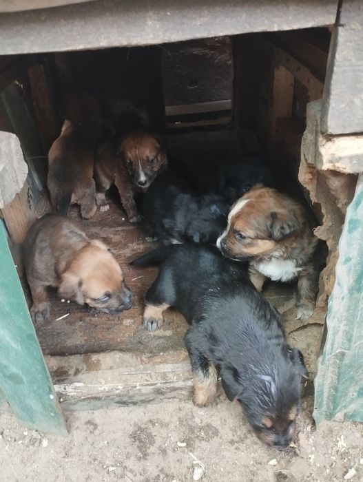 Продам за символичную цену щенят