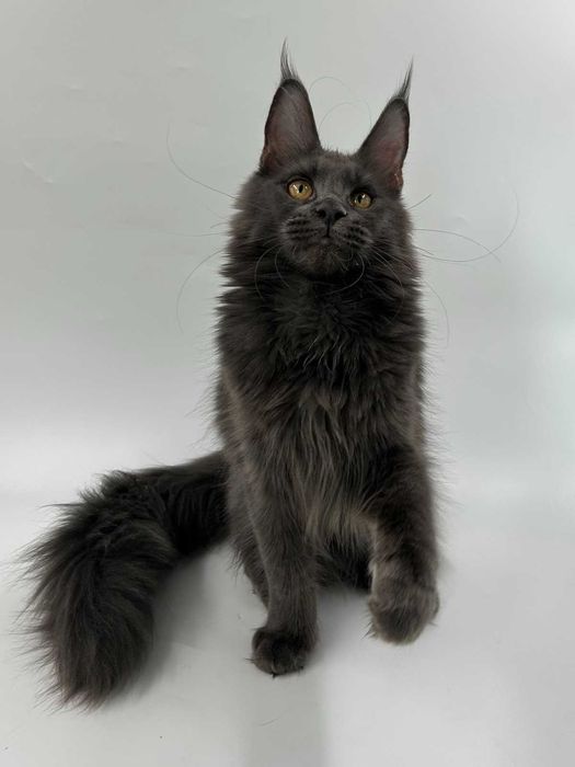 Продам мейн кун  девочка