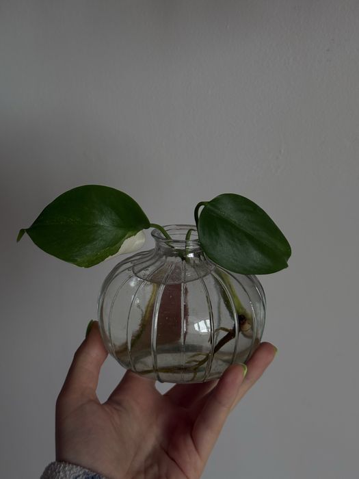 HALF MOON монстера альба