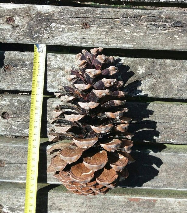 Pinhas de pinheiro bravo