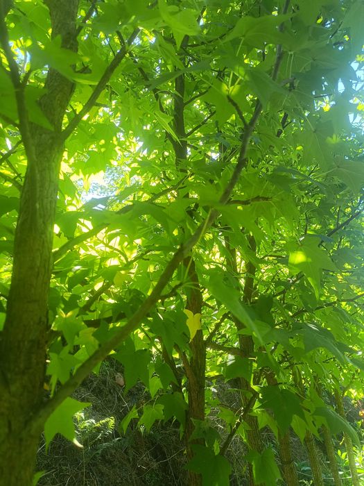 Liquidambar / Liquidambas árvore