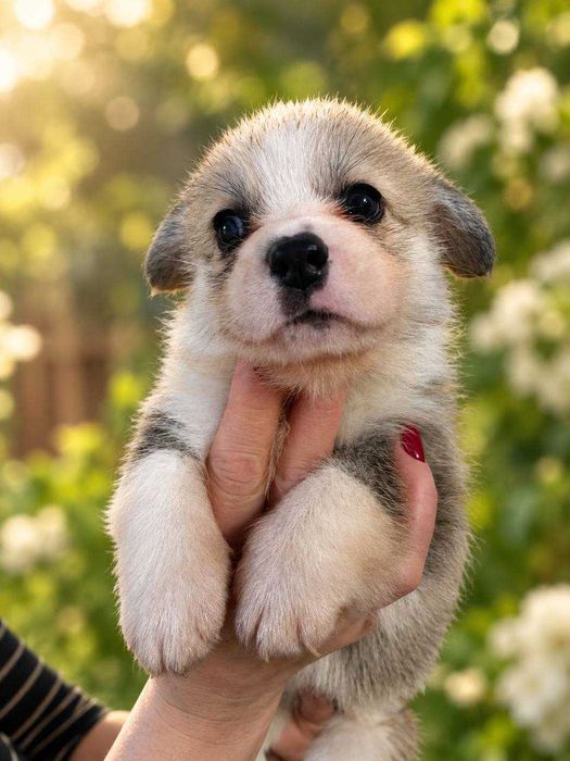 Дівчинки вельш Коргі Пемброк