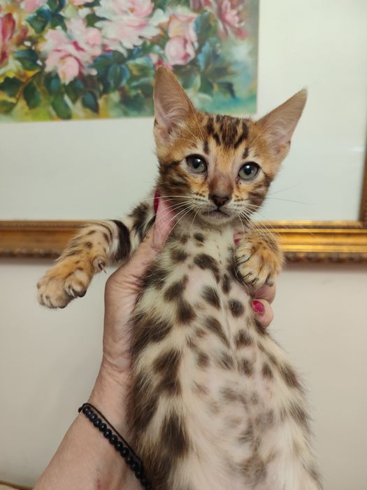Gatinha  Bengal 2  meses