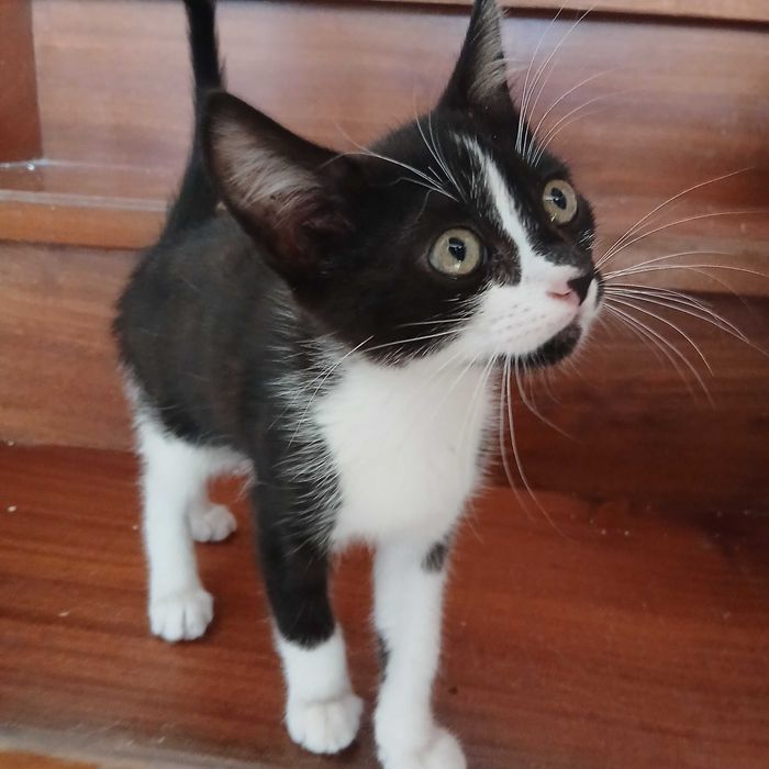 Gatinhos bebes muito meigos