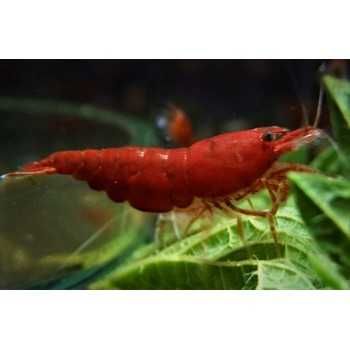 MISIEKZOO Krewetki - Krewetki Sakura Red