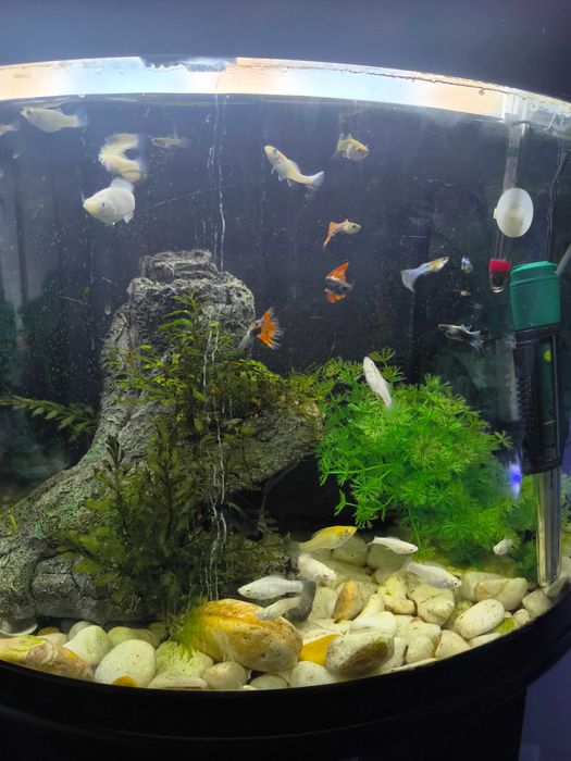 Peixes - mollys criação própria