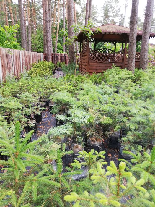 Katalpa , jodły - sadzonki sprzedam